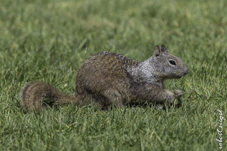 shoreline park